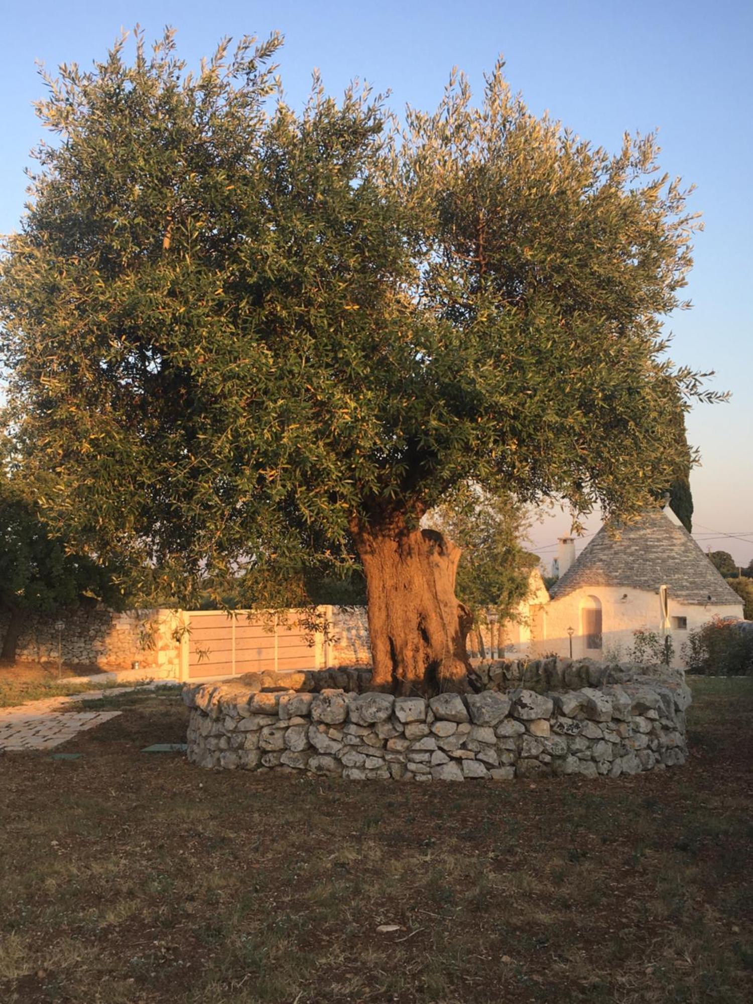 Willa Trulli Le 2 Nicchie Locorotondo Zewnętrze zdjęcie